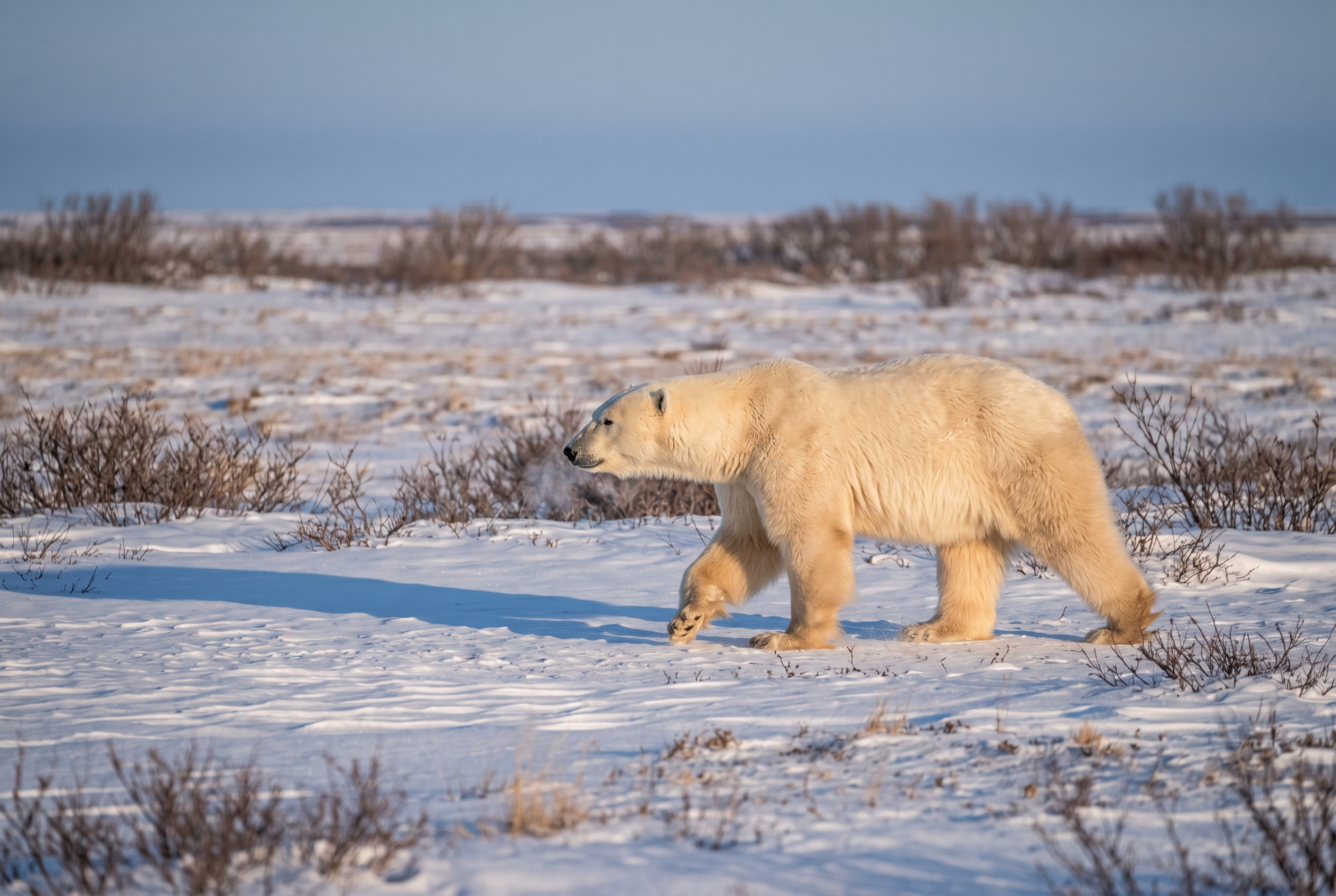 A lone polar bear crossing snowy subarctic tundra under soft northern light